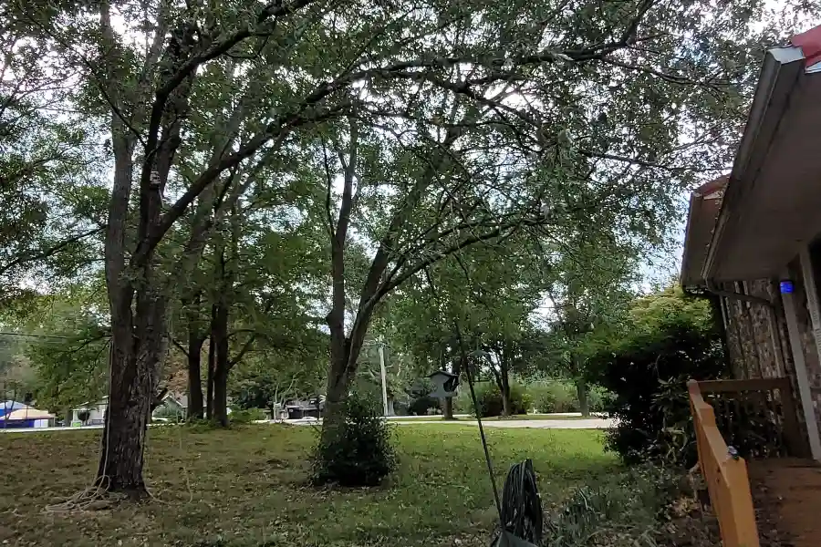 Professional Tree Expert in Senoia, GA Professional Tree Expert in Senoia, GA